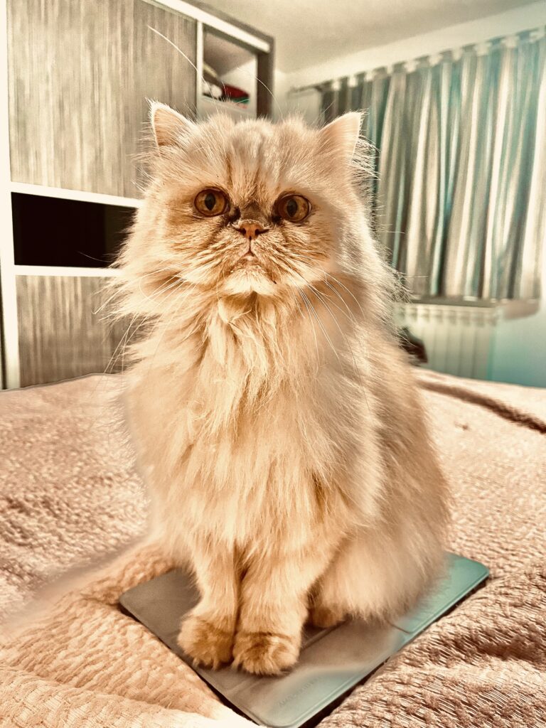 Muffin